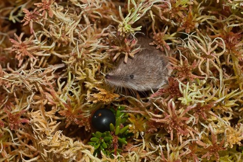 Bilde 3 Lappspissmus Naturformidling Van Der Kooij